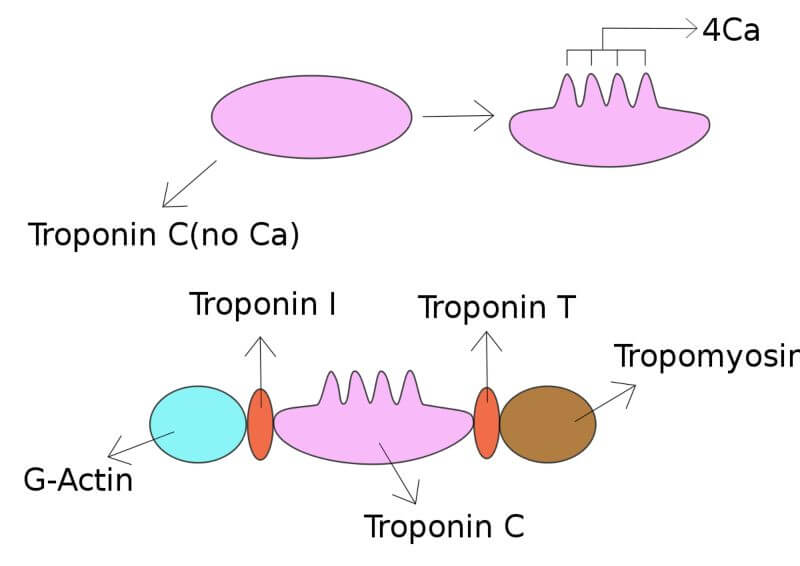 troponin tropomiozin